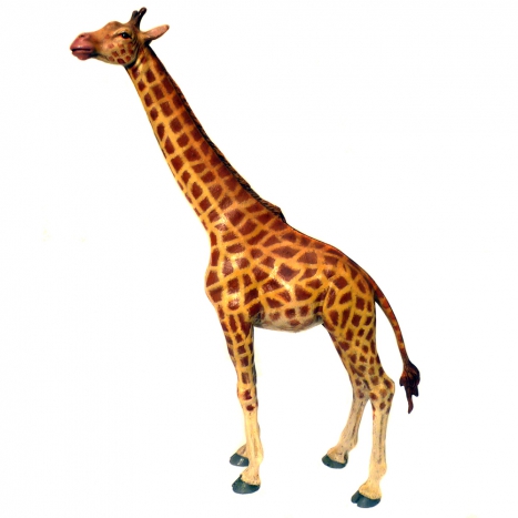 giraffe, 