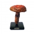 mushroom, model